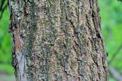 Planera aqatica - planera bažinná - borka